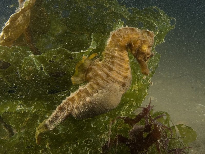 Marine Conservation Zones: The story so far...
